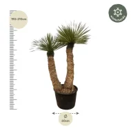 Zijaanzicht van de Yucca Rostrata Hidra palmlelie, 200 cm hoog, met een elegante uitstraling.