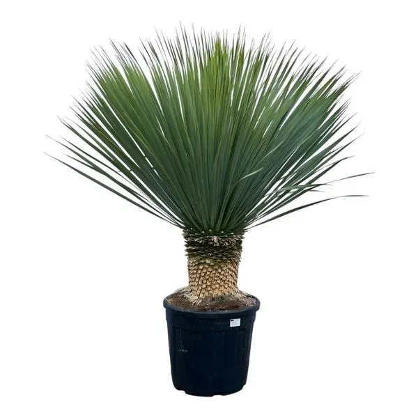 Yucca Rostrata, ook bekend als Palmlelie, 140 cm hoog in een zwarte pot