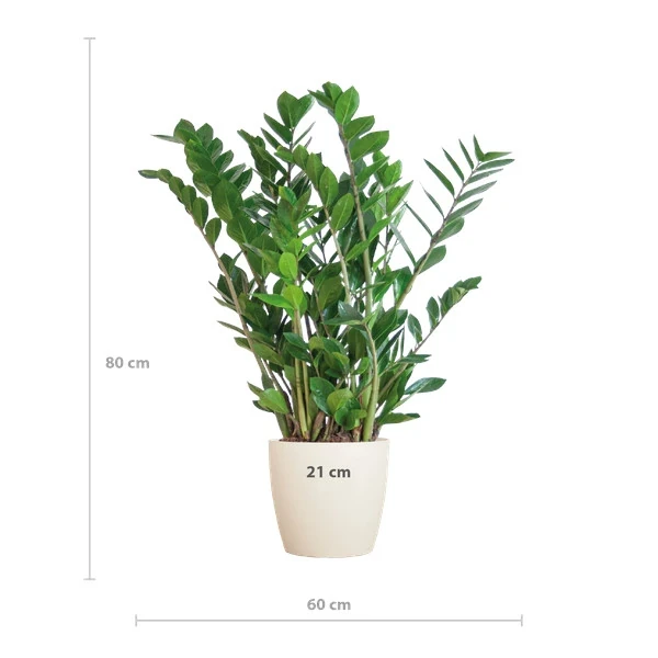 Zamioculcas Zamiifolia kamerplant, hoogte 80 cm, potdiameter 21 cm, met moderne uitstraling.