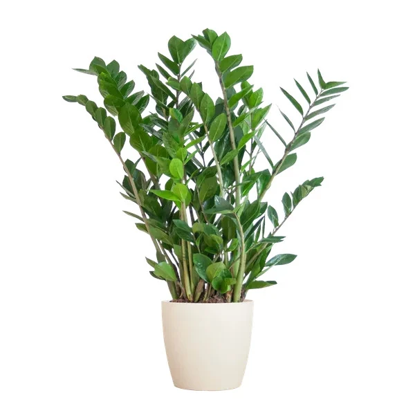 Zamioculcas Zamiifolia kamerplant met een witte Viber pot, hoogte 80 cm, ideaal voor elk interieur.