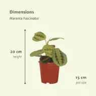 Maranta Fascinator, Tienstreep Maranta afmetingen