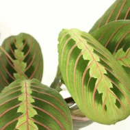 Maranta Fascinator, Tienstreep Maranta blad detail