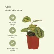 Maranta-Fascinator, Tienstreep Maranta verzorging