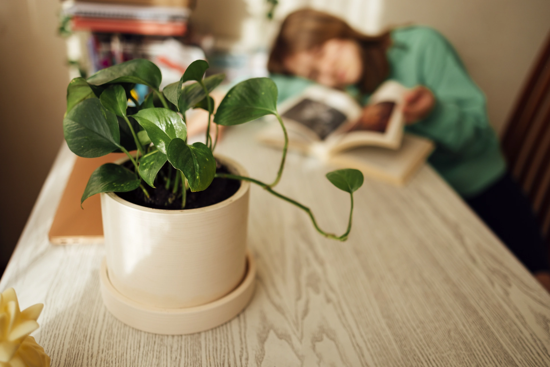 Groene planten in de studentenkamer, inclusief Sansevieria, Dracaena, Cactus en Pannenkoekplant