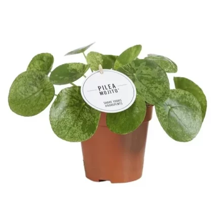 De Pilea Mojito, beter bekend als de pannenkoekplant, een kamerplant met unieke gevlekte bladeren, 20 cm hoog, geplaatst in een terracotta pot.