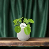 Pilea Peperomioides, de Pannenkoekplant, prachtig gestyled in een modern interieur op een houten tafel