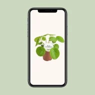 Bekijk de Pilea Peperomioides, bekend als de Pannenkoekplant, weergegeven op een smartphone-scherm