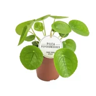 Pilea Peperomioides, ook bekend als de Pannenkoekplant, in een standaard plantenpot met een hoogte van 20 cm