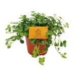 Pilea Depressa Sao Paulo - 20cm