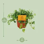 Pilea Depressa Sao Paulo - 20cm - Afbeelding 2