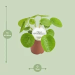 Pilea Peperomioides - 20cm - Afbeelding 3