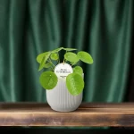 Pilea Peperomioides - 20cm - Afbeelding 2