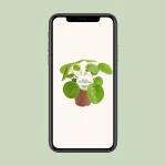Pilea Peperomioides - 20cm - Afbeelding 5
