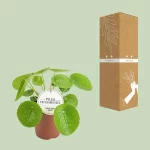 Pilea Peperomioides - 20cm - Afbeelding 4