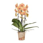 Orchidee - Oranje phalaenopsis - Ø12cm