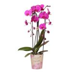 Paarse orchidee - Ø12cm