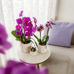Paarse orchidee - Ø12cm - Afbeelding 4
