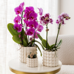 Paarse orchidee - Ø12cm - Afbeelding 5