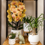 Orchidee - Oranje phalaenopsis - Ø12cm - Afbeelding 2
