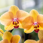 Orchidee - Oranje phalaenopsis - Ø12cm - Afbeelding 3