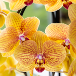 Orchidee - Oranje phalaenopsis - Ø12cm - Afbeelding 4