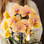 Orchidee - Oranje phalaenopsis - Ø12cm - Afbeelding 5