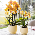 Orchidee - Oranje phalaenopsis - Ø12cm - Afbeelding 6