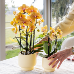 Orchidee - Oranje phalaenopsis - Ø12cm - Afbeelding 7
